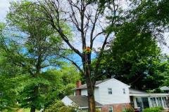 A.C.-Tree-Service-LLC-91-Manor-Dr-Hagerstown-MD-21740-1-301-302-6467-11