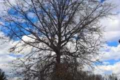 A.C.-Tree-Service-LLC-91-Manor-Dr-Hagerstown-MD-21740-1-301-302-6467-113