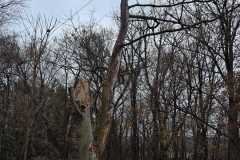 A.C.-Tree-Service-LLC-91-Manor-Dr-Hagerstown-MD-21740-1-301-302-6467-117