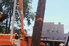 A.C.-Tree-Service-LLC-91-Manor-Dr-Hagerstown-MD-21740-1-301-302-6467-120