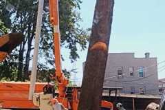 A.C.-Tree-Service-LLC-91-Manor-Dr-Hagerstown-MD-21740-1-301-302-6467-121