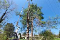 A.C.-Tree-Service-LLC-91-Manor-Dr-Hagerstown-MD-21740-1-301-302-6467-135