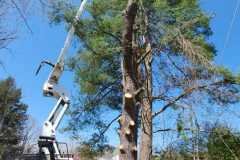 A.C.-Tree-Service-LLC-91-Manor-Dr-Hagerstown-MD-21740-1-301-302-6467-136