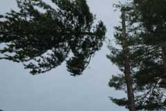 A.C.-Tree-Service-LLC-91-Manor-Dr-Hagerstown-MD-21740-1-301-302-6467-167