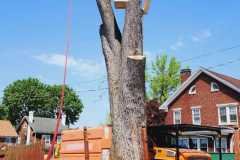 A.C.-Tree-Service-LLC-91-Manor-Dr-Hagerstown-MD-21740-1-301-302-6467-168