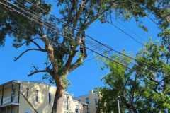 A.C.-Tree-Service-LLC-91-Manor-Dr-Hagerstown-MD-21740-1-301-302-6467-172