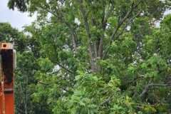 A.C.-Tree-Service-LLC-91-Manor-Dr-Hagerstown-MD-21740-1-301-302-6467-173