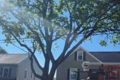 A.C.-Tree-Service-LLC-91-Manor-Dr-Hagerstown-MD-21740-1-301-302-6467-174