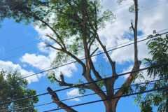 A.C.-Tree-Service-LLC-91-Manor-Dr-Hagerstown-MD-21740-1-301-302-6467-176