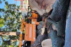 A.C.-Tree-Service-LLC-91-Manor-Dr-Hagerstown-MD-21740-1-301-302-6467-184