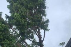 A.C.-Tree-Service-LLC-91-Manor-Dr-Hagerstown-MD-21740-1-301-302-6467-19