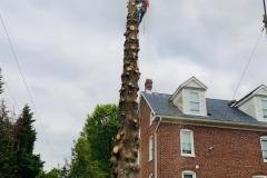 A.C.-Tree-Service-LLC-91-Manor-Dr-Hagerstown-MD-21740-1-301-302-6467-19