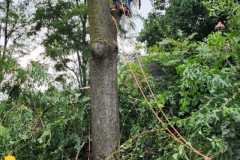 A.C.-Tree-Service-LLC-91-Manor-Dr-Hagerstown-MD-21740-1-301-302-6467-195