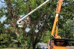 A.C.-Tree-Service-LLC-91-Manor-Dr-Hagerstown-MD-21740-1-301-302-6467-200