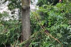 A.C.-Tree-Service-LLC-91-Manor-Dr-Hagerstown-MD-21740-1-301-302-6467-202