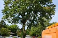 A.C.-Tree-Service-LLC-91-Manor-Dr-Hagerstown-MD-21740-1-301-302-6467-203