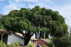 A.C.-Tree-Service-LLC-91-Manor-Dr-Hagerstown-MD-21740-1-301-302-6467-208