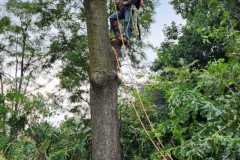A.C.-Tree-Service-LLC-91-Manor-Dr-Hagerstown-MD-21740-1-301-302-6467-209