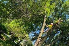 A.C.-Tree-Service-LLC-91-Manor-Dr-Hagerstown-MD-21740-1-301-302-6467-21