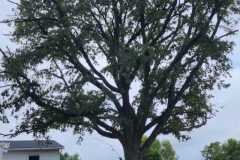 A.C.-Tree-Service-LLC-91-Manor-Dr-Hagerstown-MD-21740-1-301-302-6467-213