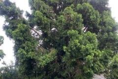 A.C.-Tree-Service-LLC-91-Manor-Dr-Hagerstown-MD-21740-1-301-302-6467-22