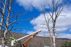A.C.-Tree-Service-LLC-91-Manor-Dr-Hagerstown-MD-21740-1-301-302-6467-220