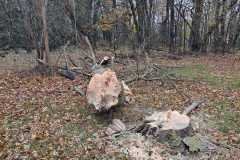 A.C.-Tree-Service-LLC-91-Manor-Dr-Hagerstown-MD-21740-1-301-302-6467-244