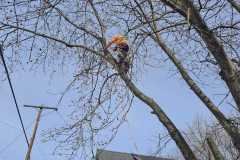 A.C.-Tree-Service-LLC-91-Manor-Dr-Hagerstown-MD-21740-1-301-302-6467-283
