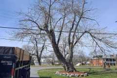 A.C.-Tree-Service-LLC-91-Manor-Dr-Hagerstown-MD-21740-1-301-302-6467-284