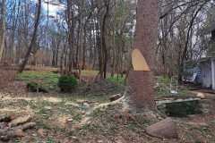 A.C.-Tree-Service-LLC-91-Manor-Dr-Hagerstown-MD-21740-1-301-302-6467-294