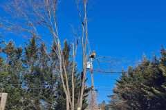 A.C.-Tree-Service-LLC-91-Manor-Dr-Hagerstown-MD-21740-1-301-302-6467-298