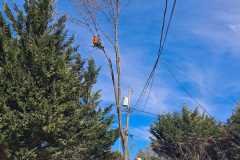 A.C.-Tree-Service-LLC-91-Manor-Dr-Hagerstown-MD-21740-1-301-302-6467-299