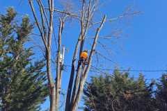 A.C.-Tree-Service-LLC-91-Manor-Dr-Hagerstown-MD-21740-1-301-302-6467-300