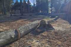 A.C.-Tree-Service-LLC-91-Manor-Dr-Hagerstown-MD-21740-1-301-302-6467-305