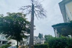 A.C.-Tree-Service-LLC-91-Manor-Dr-Hagerstown-MD-21740-1-301-302-6467-52