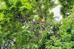 A.C.-Tree-Service-LLC-91-Manor-Dr-Hagerstown-MD-21740-1-301-302-6467-54
