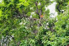 A.C.-Tree-Service-LLC-91-Manor-Dr-Hagerstown-MD-21740-1-301-302-6467-60