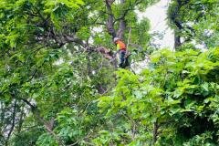 A.C.-Tree-Service-LLC-91-Manor-Dr-Hagerstown-MD-21740-1-301-302-6467-61