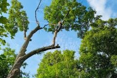 A.C.-Tree-Service-LLC-91-Manor-Dr-Hagerstown-MD-21740-1-301-302-6467-65