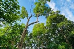 A.C.-Tree-Service-LLC-91-Manor-Dr-Hagerstown-MD-21740-1-301-302-6467-69