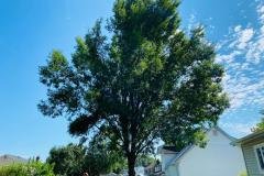 A.C.-Tree-Service-LLC-91-Manor-Dr-Hagerstown-MD-21740-1-301-302-6467-7