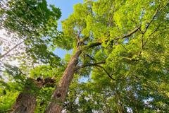 A.C.-Tree-Service-LLC-91-Manor-Dr-Hagerstown-MD-21740-1-301-302-6467-70