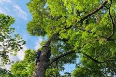 A.C.-Tree-Service-LLC-91-Manor-Dr-Hagerstown-MD-21740-1-301-302-6467-71