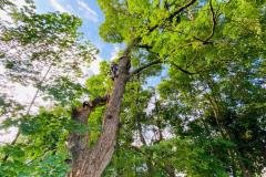A.C.-Tree-Service-LLC-91-Manor-Dr-Hagerstown-MD-21740-1-301-302-6467-72