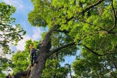 A.C.-Tree-Service-LLC-91-Manor-Dr-Hagerstown-MD-21740-1-301-302-6467-73