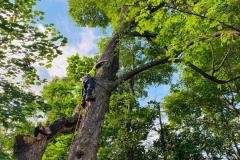 A.C.-Tree-Service-LLC-91-Manor-Dr-Hagerstown-MD-21740-1-301-302-6467-74