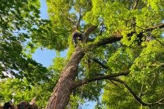 A.C.-Tree-Service-LLC-91-Manor-Dr-Hagerstown-MD-21740-1-301-302-6467-75