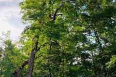 A.C.-Tree-Service-LLC-91-Manor-Dr-Hagerstown-MD-21740-1-301-302-6467-77