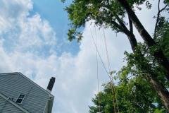 A.C.-Tree-Service-LLC-91-Manor-Dr-Hagerstown-MD-21740-1-301-302-6467-82