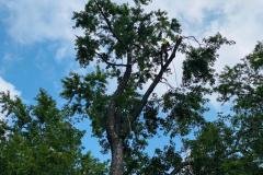 A.C.-Tree-Service-LLC-91-Manor-Dr-Hagerstown-MD-21740-1-301-302-6467-83
